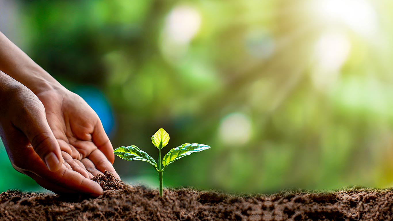 Small Plant being planted.